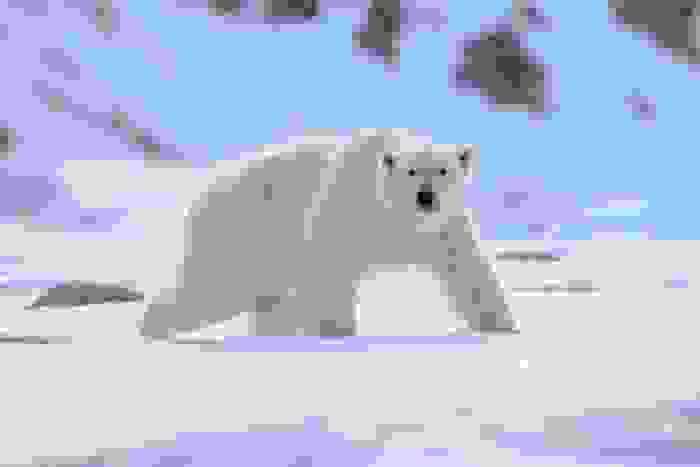 orso polare