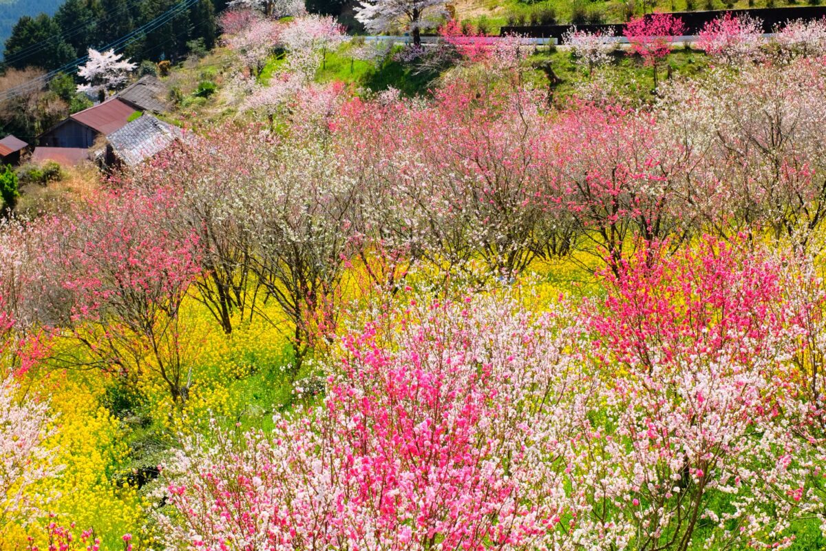 E’ arrivata la primavera