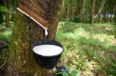 Caucciù la gomma naturale più antica al mondo dai mille utilizzi