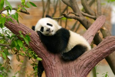 Tutto sul panda, l’animale simbolo del WWF e degli animali a rischio d’estinzione