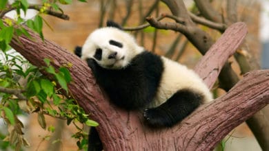 panda