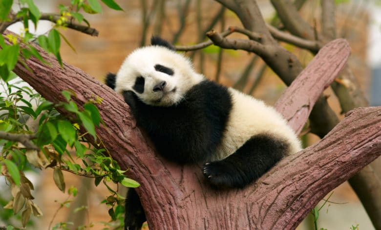 panda