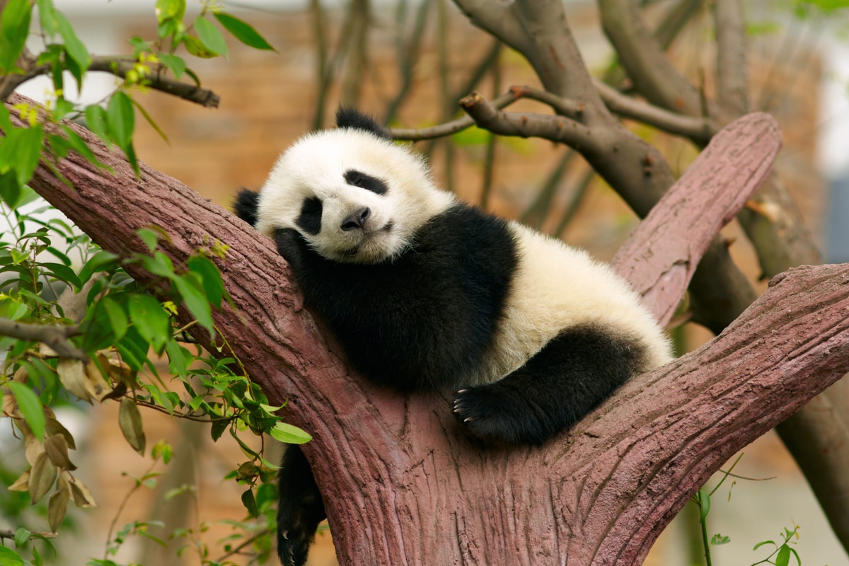 Panda L Orso Gigante Della Cina Diventato Simbolo Del Wwf