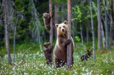 Orso: scopriamo il comportamento di un grande mammifero a rischio estinzione