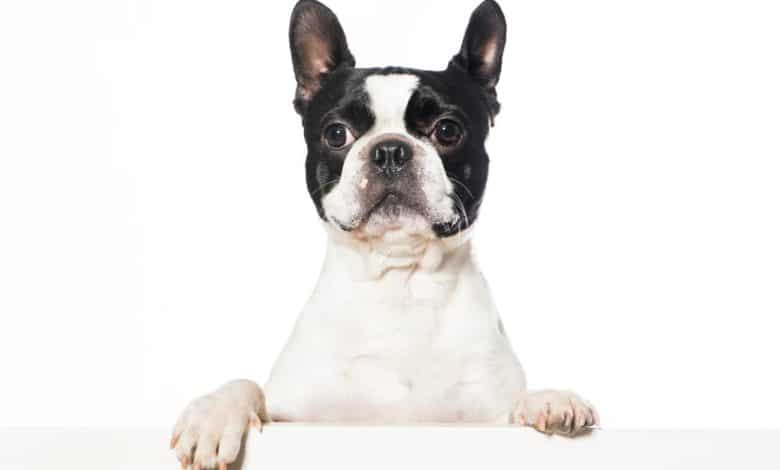 boston terrier