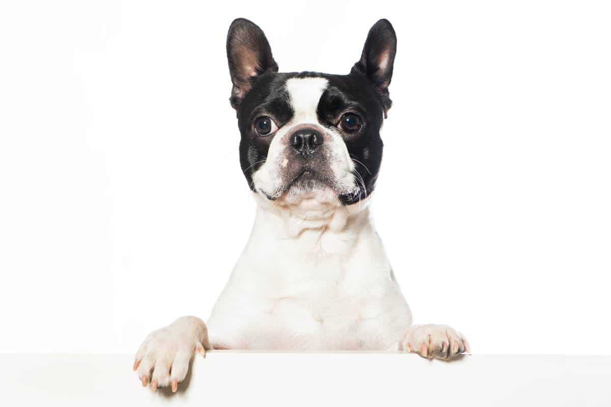 Boston terrier carattere e peculiarità di questo cane