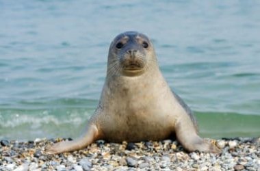 Come vive la foca, grande mammifero marino a rischio di estinzione