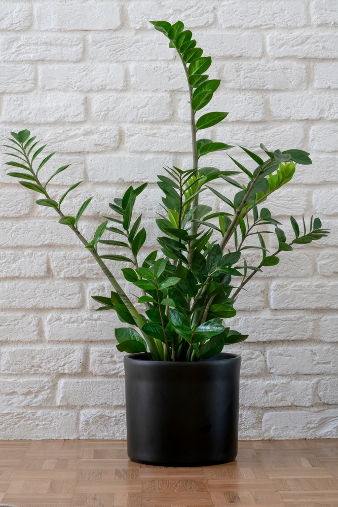 piante che richiedono poca luce: zamia
