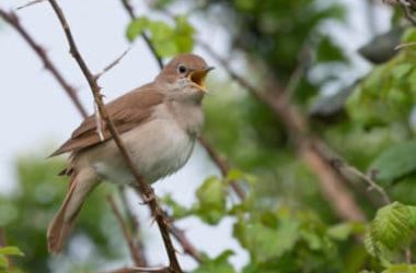 L’usignolo: chi è e come vive il piccolo uccello canterino