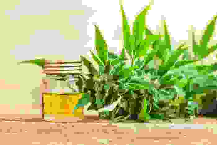 olio di canapa