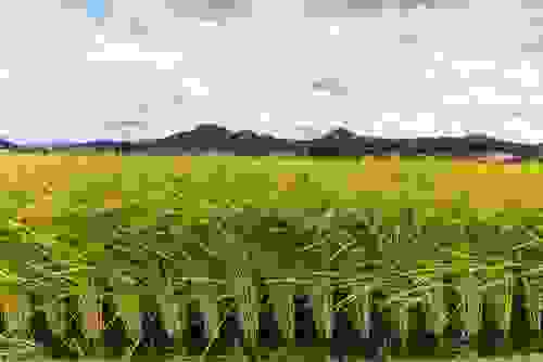 riso piantagione