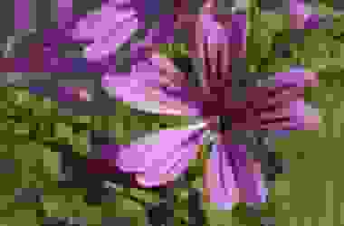 Scopriamo insieme la Malva Sylvestris