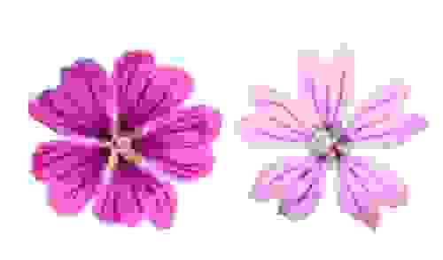 fiore della malva