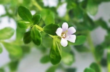 Bacopa Monnieri o issopo d’acqua: una pianta importante nella tradizione della medicina ayurvedica