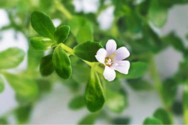 Bacopa Monnieri o issopo d’acqua: una pianta importante nella tradizione della medicina ayurvedica