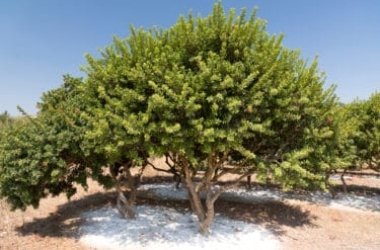 Tutto sul lentisco, conosciuto anche come l’albero del mastice