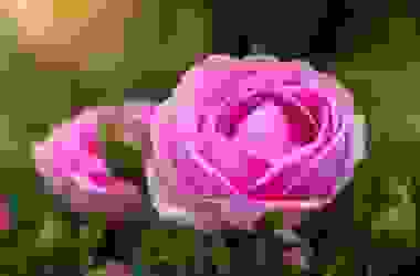 Le straordinarie proprietà della rosa damascena, un alleato della bellezza al naturale