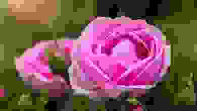 rosa damascena