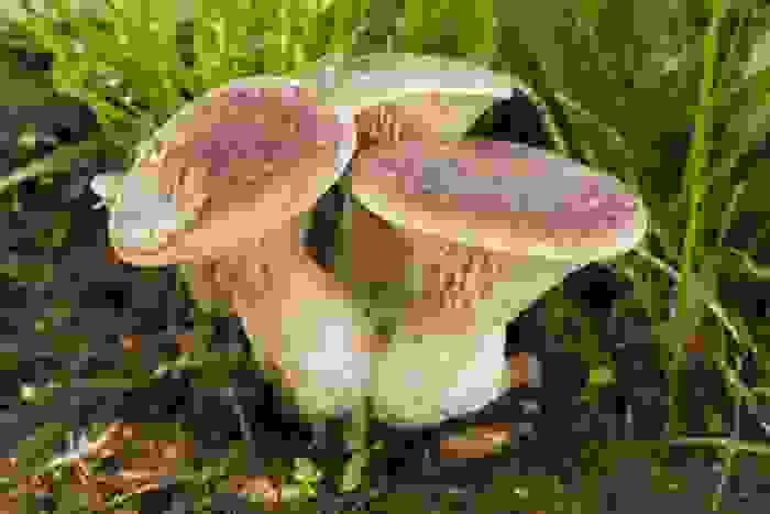 Pleurotus eryngii