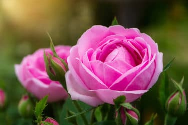 Le straordinarie proprietà della rosa damascena, un alleato della bellezza al naturale