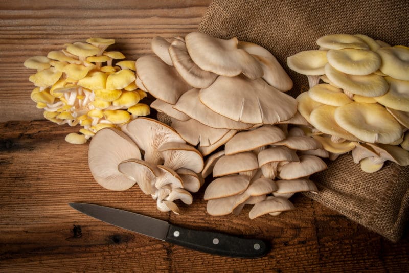Pleurotus, un genere di funghi carnosi dalle tante proprietà