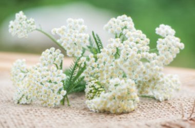 Le proprietà della achillea e le sue ricette