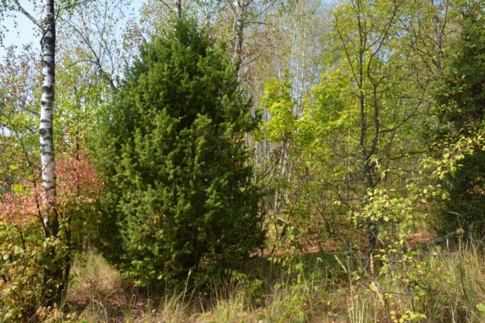 ginepro Juniperus communis