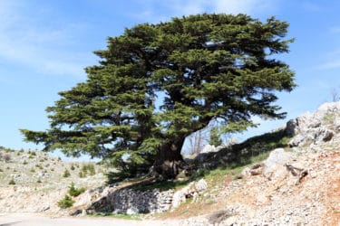 Caratteristiche e proprietà del cedro del Libano, un albero leggendario