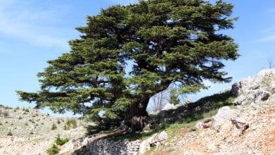 cedro del libano