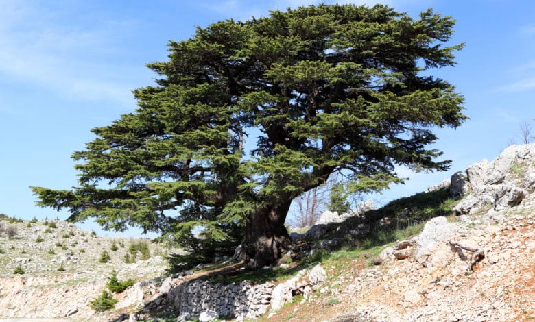 cedro del libano