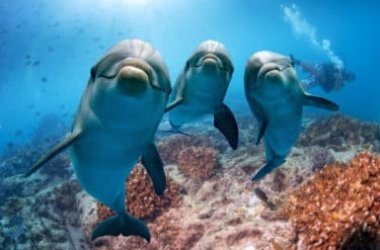 Delfino: tutto su questo animale che continua a sorprendere per la sua intelligenza