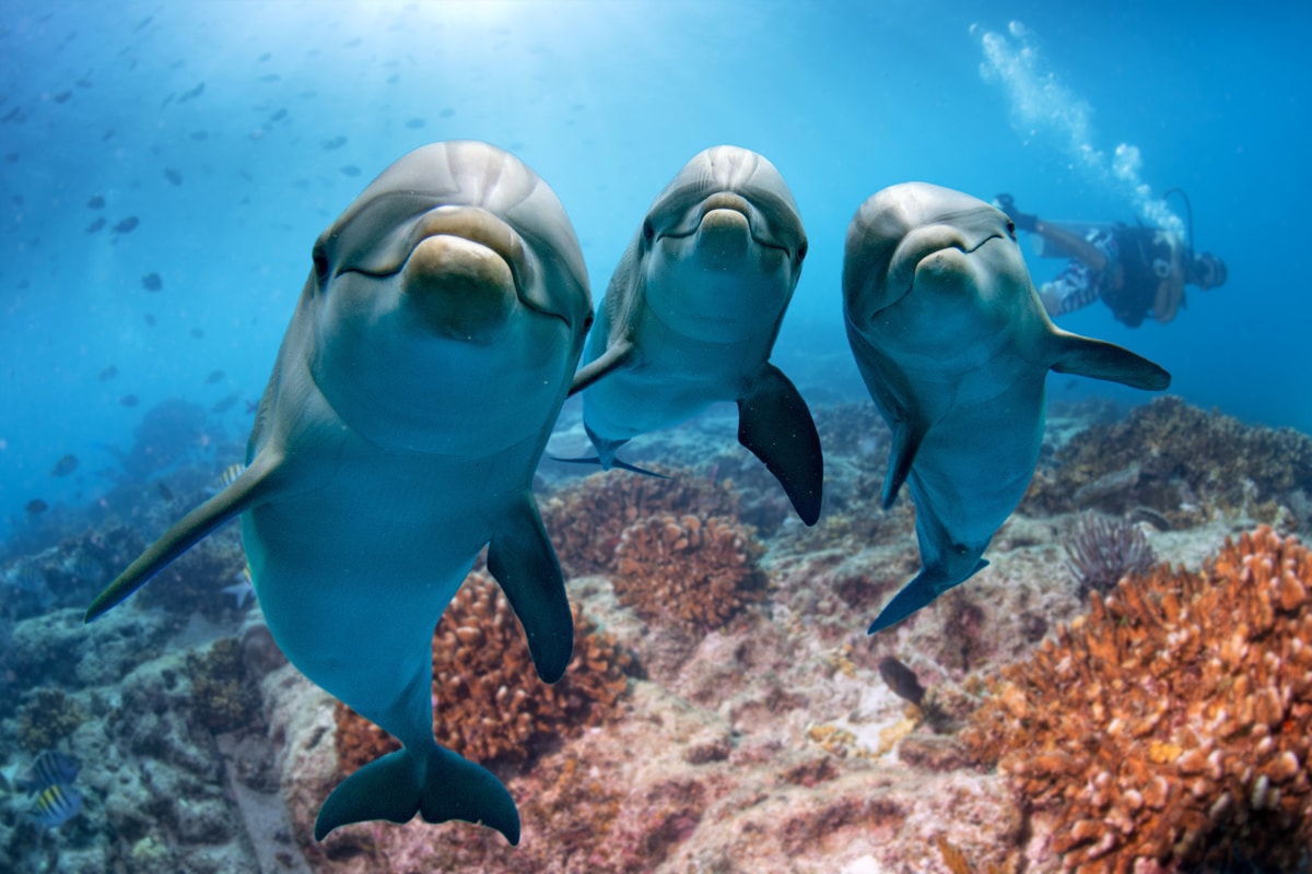 Delfino Caratteristiche E Abitudini Di Questo Mammifero Delfino Caratteristiche E Abitudini Di Questo Mammifero