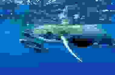 Scopriamo la balena, il cetaceo più grande della Terra!