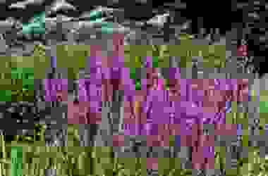 Alla scoperta della Salcerella, pianta acquatica dai bellissimi fiori rosa intenso
