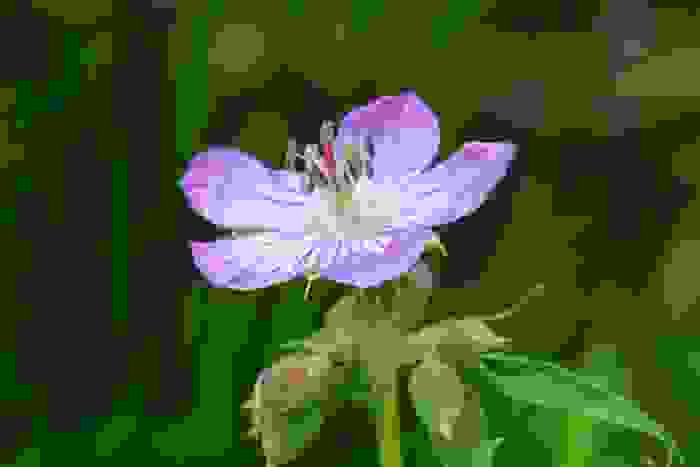 specchio di venere