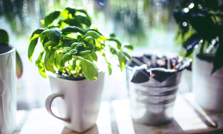 conservare il basilico