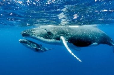 Scopriamo la balena, il cetaceo più grande della Terra!