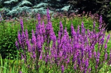 Alla scoperta della Salcerella, pianta acquatica dai bellissimi fiori rosa intenso