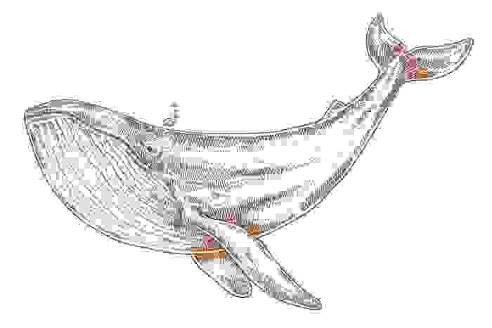 balena disegno
