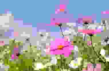 Cosmea il fiore dell’estate che non teme il caldo