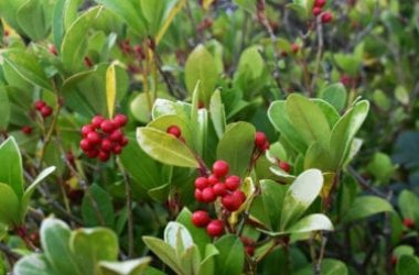 Tutto sulla Gaultheria, la pianta con le bacche rosse che resiste al freddo