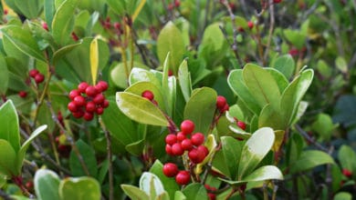 gaultheria