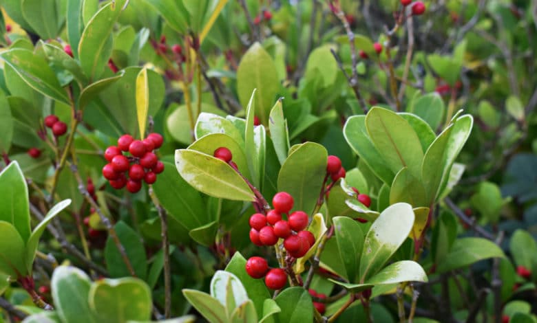 gaultheria