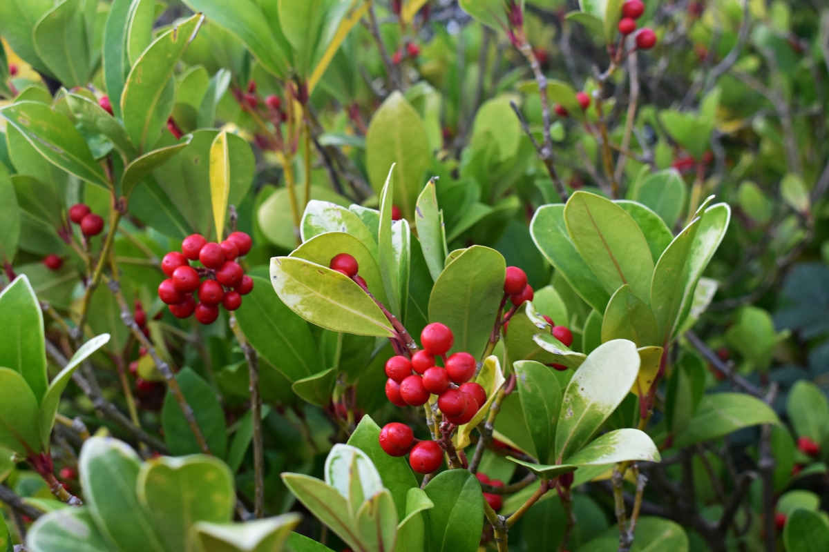 Bianca Pianta di Gaultheria Procumbens Big Berry pianta da interno pianta ornamentale pianta con bacche vari colori pianta da esterno pianta decorativa venduta da eGarden.store