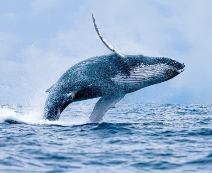 balena