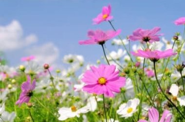 Cosmea il fiore dell’estate che non teme il caldo