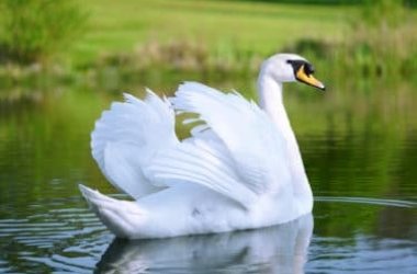 Alla scoperta dei cigni: aspetto, specie, nutrizione, comportamento e curiosità