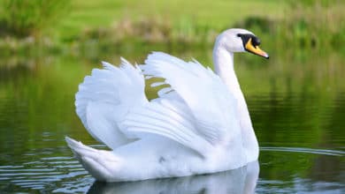 cigni cigno bianco