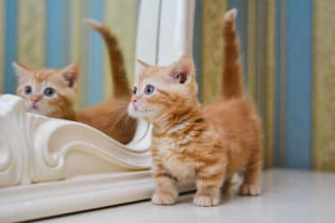 Gatto Munchkin: quello che devi sapere sul gatto dalle zampe corte