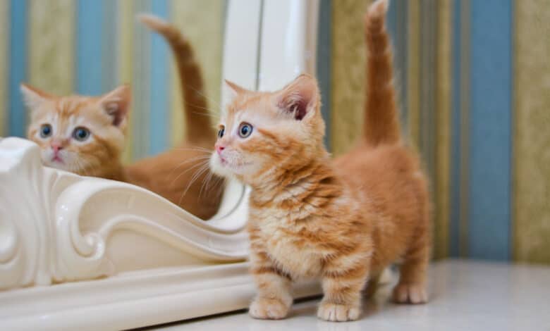gatto munchkin